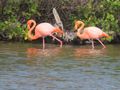 Flamingo pair