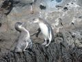 The Galápagos penguins