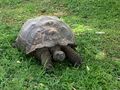 The Great Galapagos Tortoise