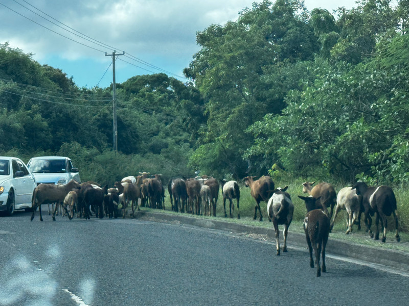 Goat rush hour