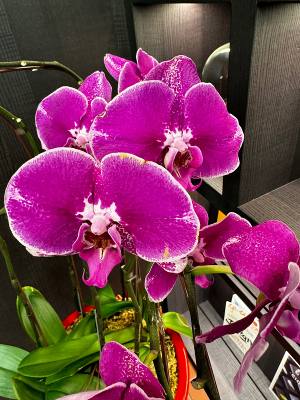 Orchids Abound