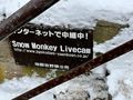 Snow Monkey Cam