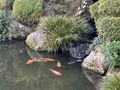 Serenity in the Koi Pond