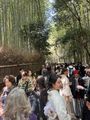 The Crowded Bamboo Forest