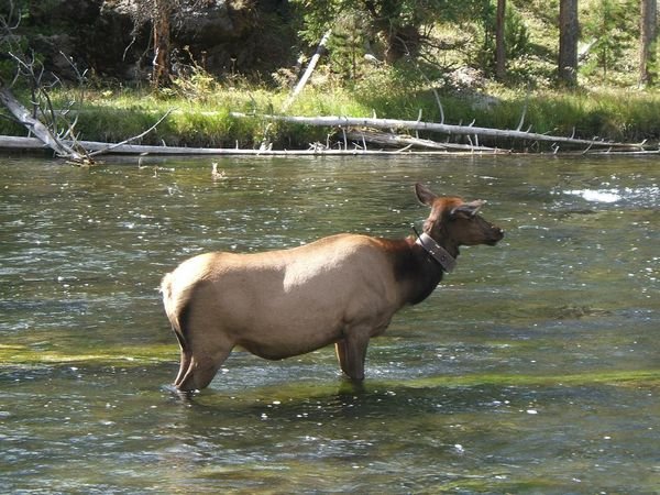 Moose in the Snake River, Wyoming