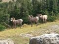 Rams in Glacier National Park