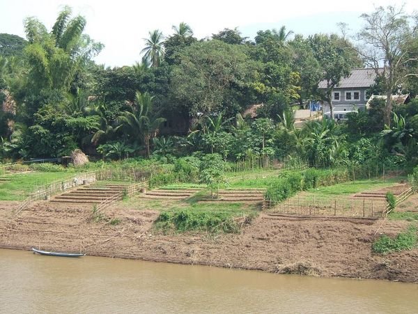 Farming along the Nam Khan River