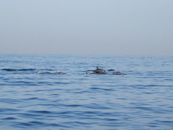 More dolphins