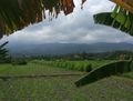 Balinese Countryside