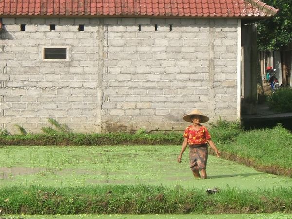 Working in the rice fields