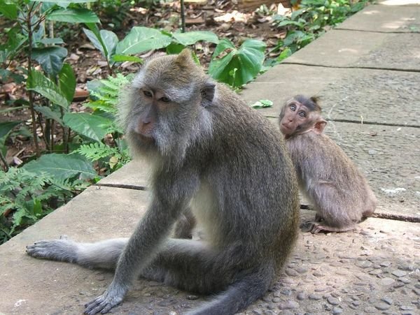 More monkeys