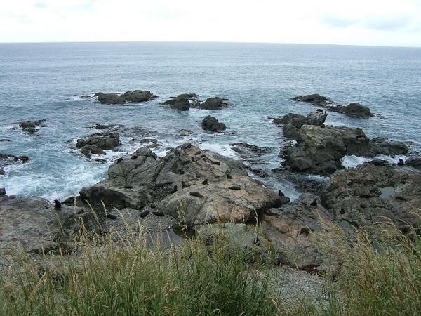 Seals playing along the coast