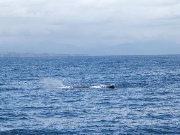 Sperm whale on the surface