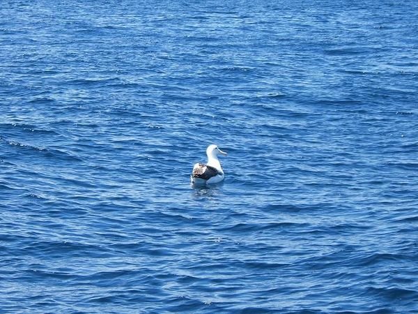 Albatross on water