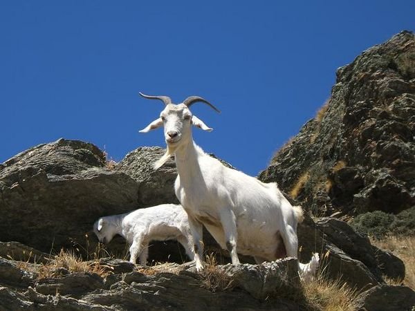 Mountain Goats on hill