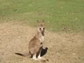 More kangaroos!