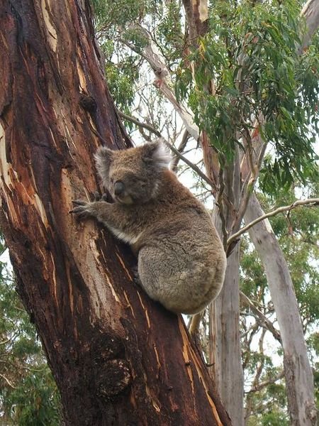 Amazing Koala Bears