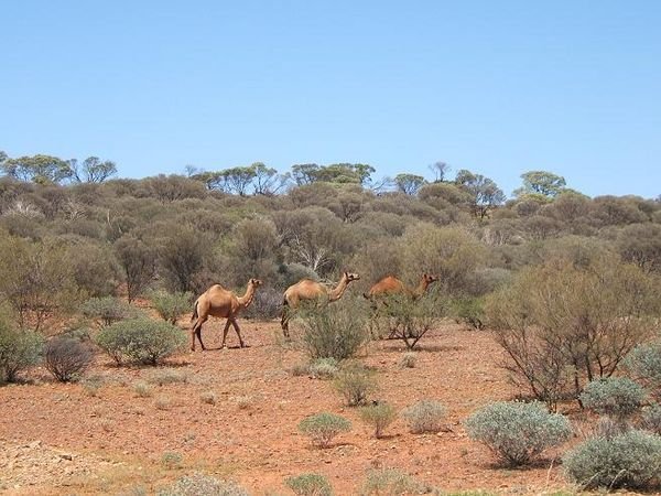 Camels in the wild.