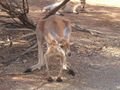 Hey, another kangaroo!!
