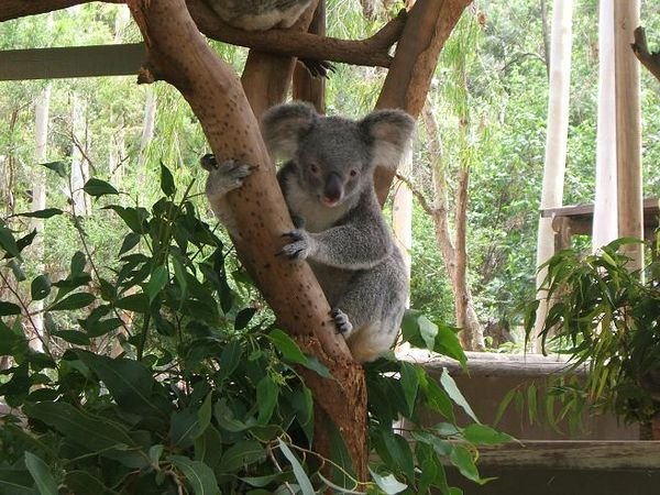 Koala Bears are sooo darn cute!