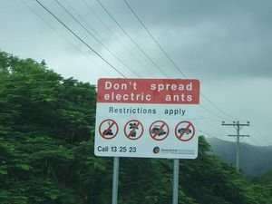 Electric Ants