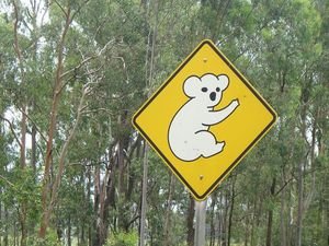 Koalas ahead!!!!