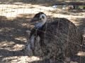 Pet Emu at gas station