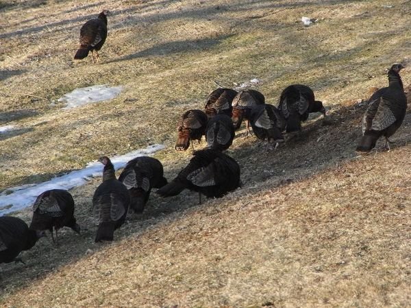 Turkey's in Esther's backyard