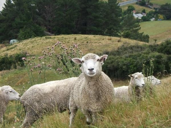 Sheep in Nelson, New Zealand