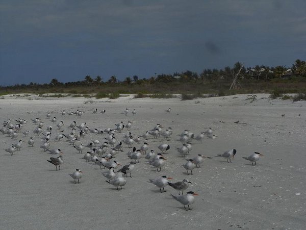 Terns on the beach