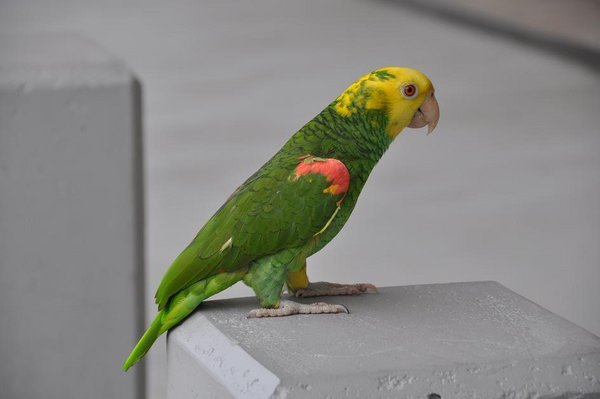 Mango the Parrot