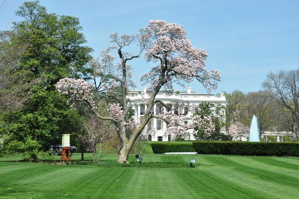 The lovely White House