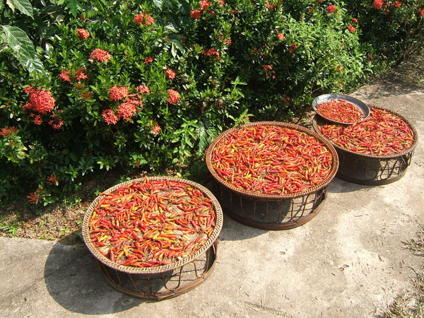 Peppers drying