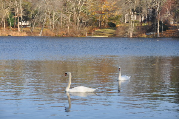 Local pond