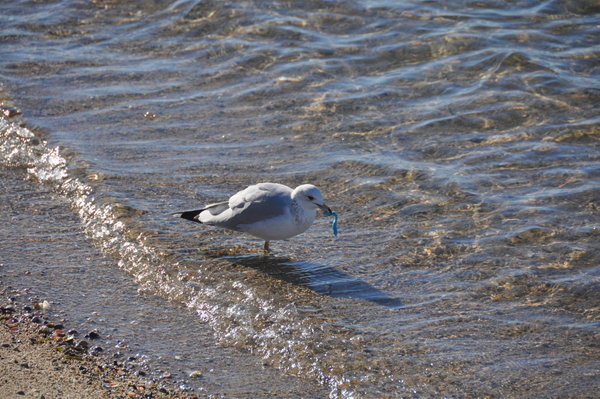 Seagull eating