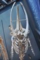 Whale Bones