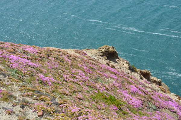 Hillside covered in spring flowers