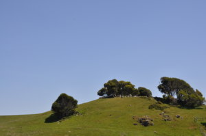 Green rolling hills of California