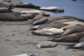 Beach full of Elephant Seals