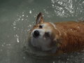 A water pup