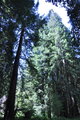 Trees of California