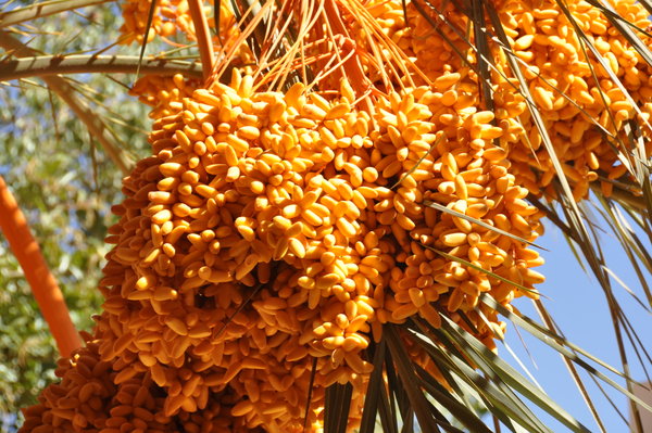 Dates on the Palm Tree