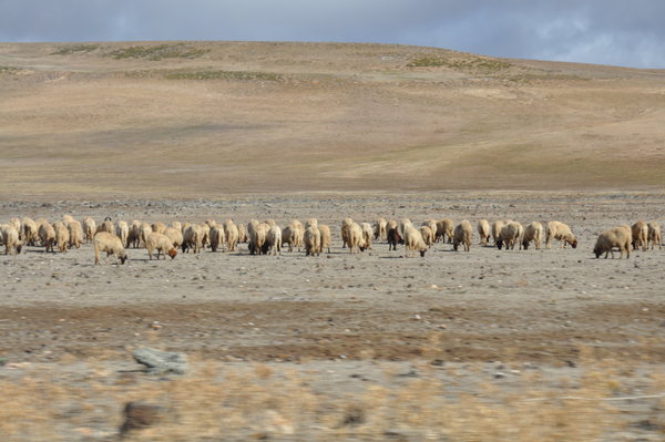 Herding the sheep