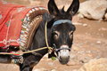 Donkey on duty
