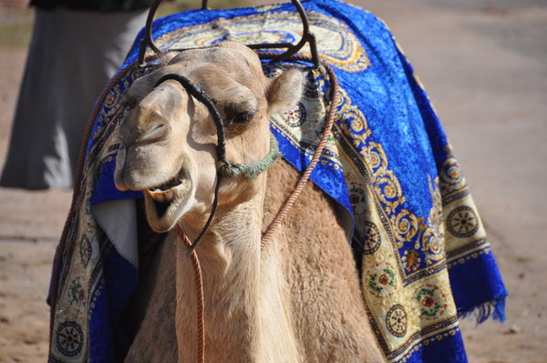 Marrakesh Camels