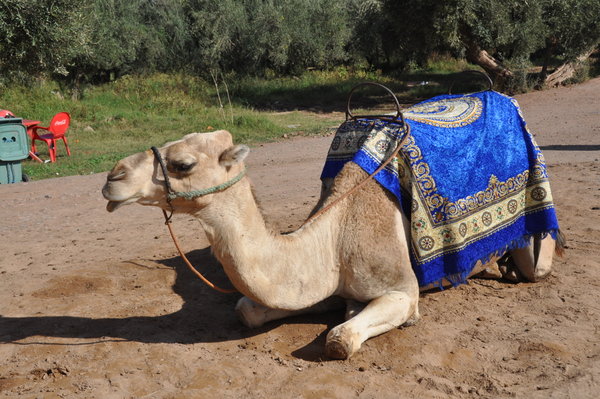 Lazy Camel