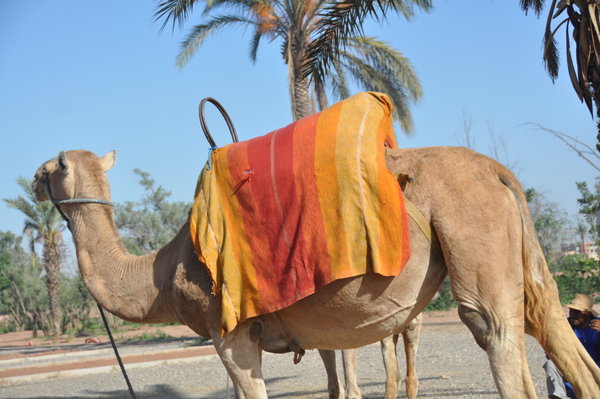 City Camel