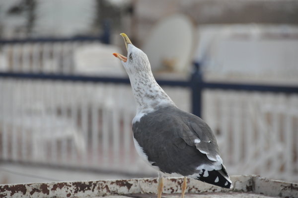 Talkative gull