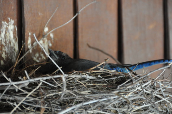 A Bluebird nesting