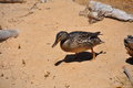 Tahoe Duck